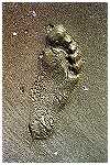 Pied droit