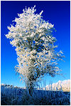 blanc-bleu, balade sur le mont, orgelet, jura