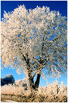 autour de mon arbre, balade sur le mont, orgelet, jura