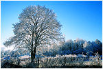 autour de mon arbre, balade sur le mont, orgelet, jura