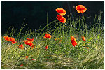 Voisinage, coquelicots