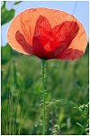 Jolie robe?, coquelicots