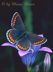 Aricia agestis