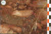 071.jpg (55812 octets)