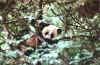 panda11.jpg (50914 octets)