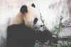 panda2.jpg (23674 octets)